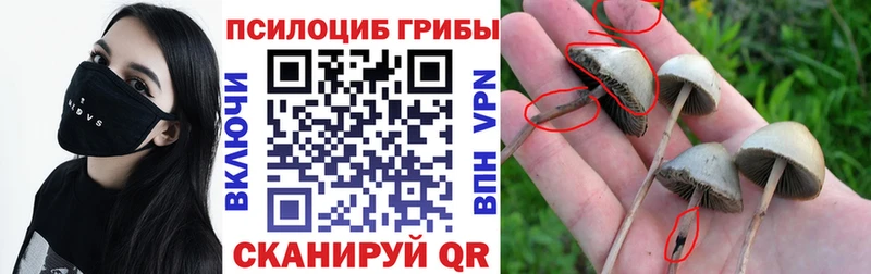 hydra tor  Отрадный  Галлюциногенные грибы MAGIC MUSHROOMS 